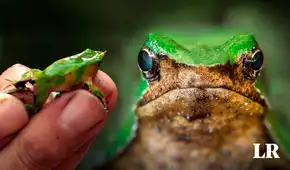 Conoce a la ranita de Darwin, el anfibio de Sudamérica que se destaca como un padre único en la Tierra Conoce a la ranita de Darwin, el anfibio de Sudamérica que se destaca como un padre único en la Tierra