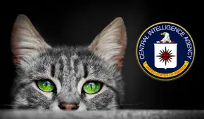 Operación Acoustic Kitty, la misión que costó US$20 millones y quiso convertir a gatos callejeros en agentes de la CIA