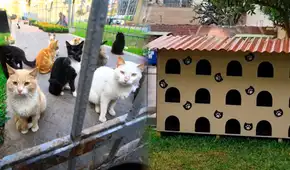 El ÚNICO hotel público para gatos en Miraflores que albergará a más de 200 felinos durante días fríos