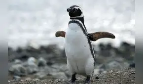 El increíble viaje de ‘Messi’, el pingüino de Magallanes que fue desde Argentina hasta Uruguay