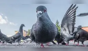 Significado de soñar con palomas: ¿es una advertencia de buen o mal augurio?