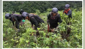 Extensión de cocales ilícitos se redujo  en 2.34% en todo el país en 2023