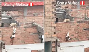 Gatos en Perú sorprenden al recrear escena de 'El rey león’: "Scar y Mufasa de la vida real”