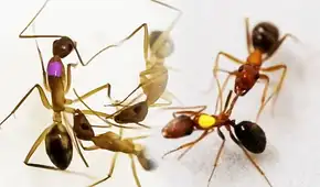 Las 'hormigas cirujanas' de Estados Unidos saben curar o amputar las patas de sus hermanas luego de un combate Las 'hormigas cirujanas' de Estados Unidos saben curar o amputar las patas de sus hermanas luego de un combate
