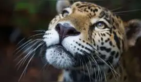 Animales silvestres en peligro: tráfico y tenencia ilegal son las principales amenazas a la fauna amazónica Animales silvestres en peligro: tráfico y tenencia ilegal son las principales amenazas a la fauna amazónica