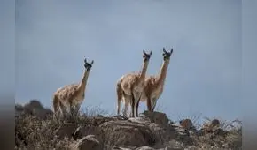 Cerro Verde es reconocida por su contribución a la conservación de la biodiversidad