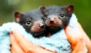 El renacimiento de demonios de Tasmania en Australia tras 3.000 años: habían sido exterminados