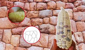 Investigador revela que las construcciones preincas fueron inspiradas en los granos de choclo: "Eran grandes ingenieros"