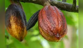 El cacao de Amazonas tendrá su propio Consejo Regulador de la Denominación de Origen