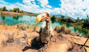 Científicos revelan el número de especies animales que se han extinguido por culpa del ser humano Científicos revelan el número de especies animales que se han extinguido por culpa del ser humano