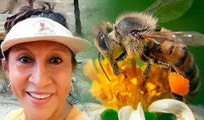 Ingeniera peruana busca salvar a abejas meliponas en peligro de extinción: su miel es la más nutritiva