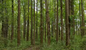 Científicos descubren un tipo de madera única en el mundo que puede ayudar contra el calentamiento global
