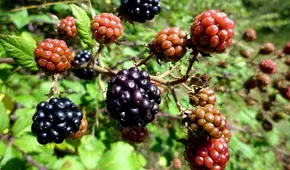 La fruta conocida como el 'Oro rojo': retrasa el envejecimiento, otorga colágeno y desinflama las articulaciones