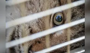 El país de América Latina que superó a Chile y Brasil como el que más crueldad animal infringe en el mundo