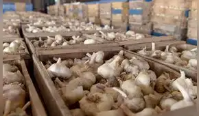 Especulación y sequías llevan el kilo de ajo a más de S/40