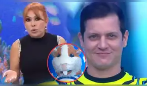 Magaly Medina ridiculiza a Gino Pesaressi tras su regreso a ‘Esto es guerra’ y lo compara: "Más simpatía tenía el cuy"