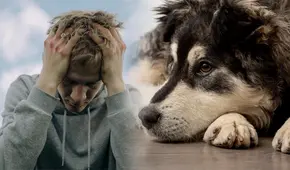 El estrés en los humanos afecta emocionalmente a los perros y los vuelve pesimistas, según estudio