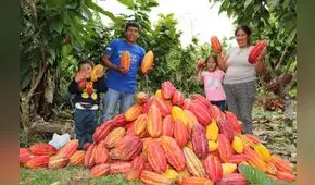 Futuro agridulce para las cooperativas cacaoteras, por Angie Higuchi