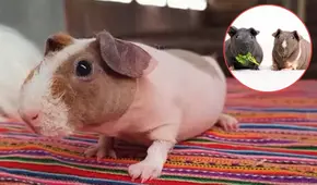 Este es el cuy más caro en el Perú: alcanza los S/700 y no son para consumo humano