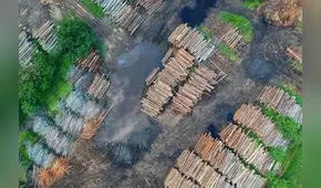 El país de América Latina que pierde más bosques por deforestación: más de 20.000 kilómetros de vegetación destruidos