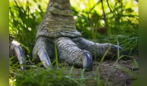 Esta es el ave más peligrosa del mundo: es el pariente más directo de los dinosaurios y se ha reproducido en cautiverio