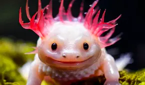 El animal que fue considerado un 'dios' en una cultura de América Latina: regenera extremidades y órganos