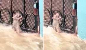 Desesperada rata se sujeta de una reja para no ser arrastrada por el desborde del río y conmueve en redes