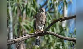Investigadores logran fotografiar un ave que se creía extinta hace más de 50 años: es bastante escurridiza