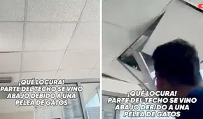 Gatos pelean en el techo de una oficina y sorprenden a trabajadores al caer sobre sus escritorios