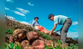 Rescate financiero a agricultores: Fondo Agroperú adquirirá S/53 millones de carteras vencidas