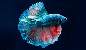 El país de América Latina donde nació el animal capaz de regenerar su cuerpo con huesos y órganos: habita en EE. UU.