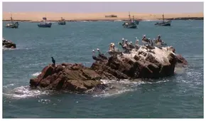 SNP insiste en pescar en zona prohibida de la Reserva Nacional de Paracas