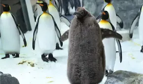 Pesto, el pingüino bebé más grande del mundo vive en un acuario de Oceanía: supera en tamaño incluso a sus padres
