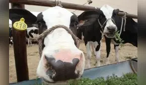 Ganaderos del Perú piden mayor apoyo al Midagri para impulsar compra de leche a las mypes
