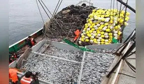 Talla mínima de la anchoveta seguirá en 12 centímetros
