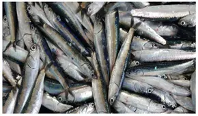 Indecopi: no es una barrera burocrática ilegal prohibir la pesca de anchoveta menor a 12 centímetros