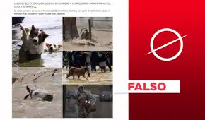 Imágenes de animales no se capturaron tras el reciente huracán John en Guerrero, México Imágenes de animales no se capturaron tras el reciente huracán John en Guerrero, México