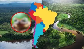 El país de SUDAMÉRICA donde descubrieron un PODEROSO ANIMAL de la Amazonía: está en extinción y tiene 2 tubérculos en los párpados