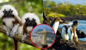 Este es el país de Sudamérica con más animales en peligro de extinción: la caza amenaza su biodiversidad