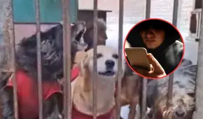 Envenenan a perritos en Carabayllo luego de que albergue se negara a pagar cupo: un can murió