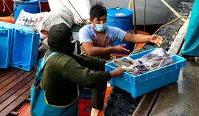 PRODUCE otorga solo 15 días para proponer cambios a nuevo reglamento de pesca de pota PRODUCE otorga solo 15 días para proponer cambios a nuevo reglamento de pesca de pota