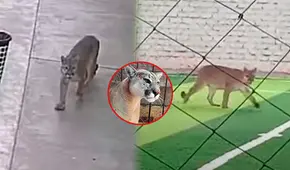 Puma andino fue visto en las calles de Chincha y desata alarma: pobladores piden intervención de Serfor