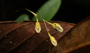 Descubrimiento en Perú: hallan nueva especie de orquídea cerca de las operaciones de una empresa petrolera en Loreto