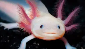 UNAM revela fecha en la que desaparecerán los ajolotes del lago de Xochimilco