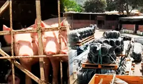 Mallas geodinámicas para emergencias ante huaicos están abandonadas en chanchería: costaron S/7 millones