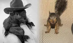 Ardilla Peanut es sacrificada por supuestamente morder a una persona en Nueva York: dueño tomará acciones legales