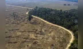 Advierten que ley forestal promueve la deforestación Advierten que ley forestal promueve la deforestación
