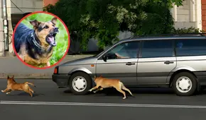 ¿Sabes por qué los perros ladran a los vehículos? No es por diversión: descubre el verdadero motivo de este comportamiento