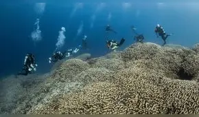 Científicos descubren el coral más grande del mundo de más de 300 años de antigüedad: ¿dónde se encuentra?