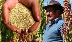 Advierten graves enfermedades tras identificar pesticidas en quinua de Perú, según estudio de la UP y San Marcos